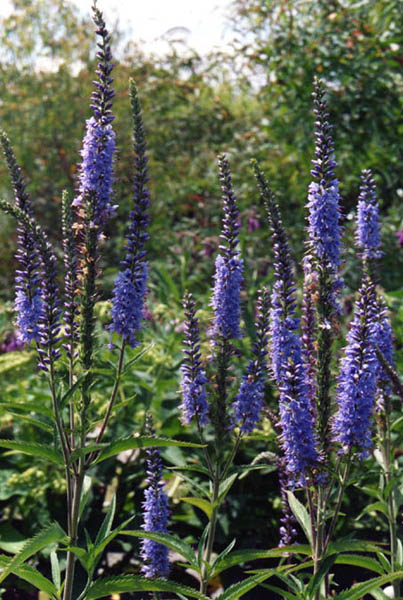 Pseudolysimachion longifolium photo